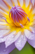 Blue lotus