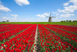 Foto: Tulips and windmill Tulips and windmill