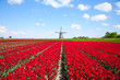 Foto: Tulips and windmill Tulips and windmill
