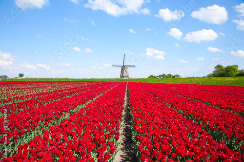 Photo: Tulips and windmill Tulips and windmill