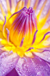 Blue lotus