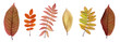 Autumn leaves
