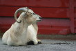 Goat