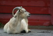 Goat