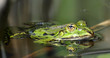 Frosch