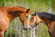 two horses