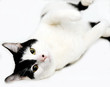 playful kitten - white and black