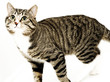 feline cat