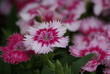 Sweet William