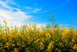 Frühling