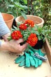 Blume wird auf Pflanztisch gepflegt outdoor Blume wird auf Pflanztisch gepflegt outdoor