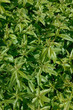 verveine citronnelle