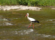 stork
