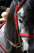 stallion