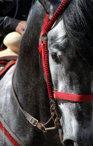 Photo: stallion stallion