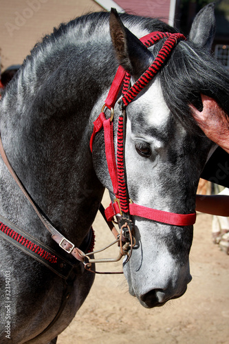 Photo: a stallion horse a stallion horse
