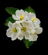 Apple blossom close-up on a black background Apple blossom close-up on a black background