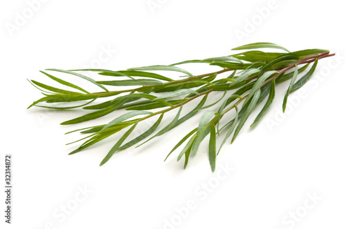 Foto: Estragon Estragon
