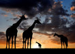 herd of giraffes in the setting sun