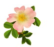 Fleur d'églantier