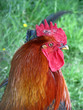 coq 5