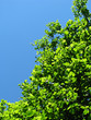 campagne 9