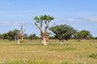 Photo en ligne au meilleur prix moringa tree in african savanna,Namibia,Etosha park