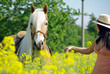 Pferd führen