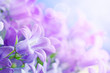 Flower background