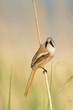 bearded tit on the reed, male - reedling (Panurus biarmicus)