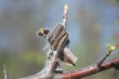 Caterpillars of butterflies of urticaria