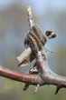 Caterpillars of butterflies of urticaria