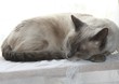 Sleeping siamese cat