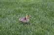 Photo: Poussin Poussin