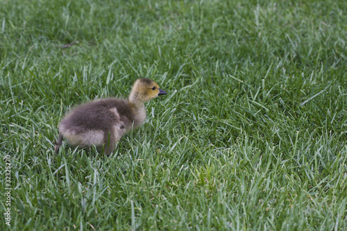Photo: Poussin Poussin