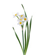 White Daffodil