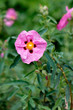 Pink cistus