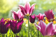 Spring flower