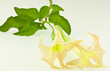 fleurs de datura, trompette de la mort