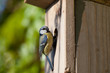 blue tit (Cyanistes caeruleus) by a nesting box