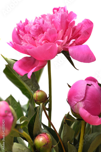 Photo: Blume Blume