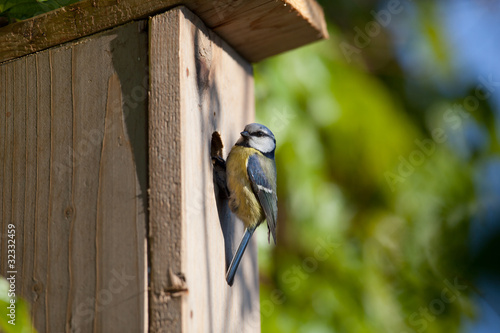 Foto: blue tit (Cyanistes caeruleus) by a nesting box blue tit (Cyanistes caeruleus) by a nesting box