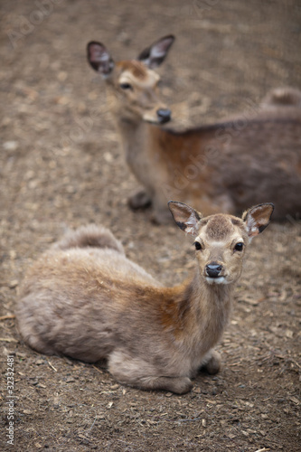 Photo: sika deer (lat. Cervus nippon) sika deer (lat. Cervus nippon)