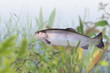 Fische 109