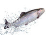 Fische 127