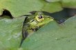 Froschauge