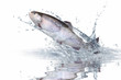 Fische 139 Fische 139
