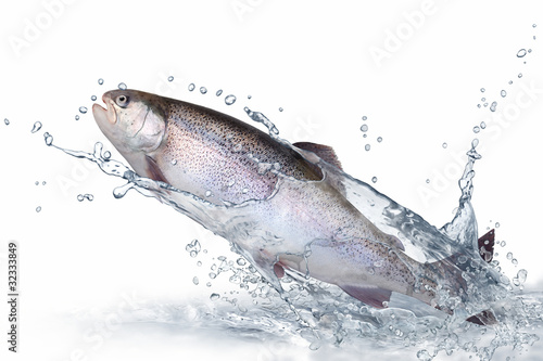 Photo: Fische 137 Fische 137