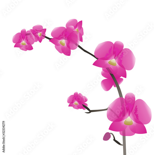 Vector: a branch of pink orchids, isolation a branch of pink orchids, isolation