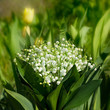 lily-of-the-valley